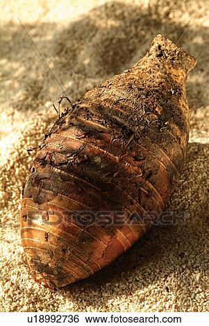 Sunlight, Eatable, Food, Close-Up, Root Vegetable, Vegetable, Fresh View Large Photo Image Stock Photograph - Sunlight, Eatable, Food, Close-Up, Root Vegetable, Vegetable, Fresh. Fotosearch