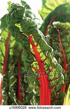 Stock Photo - Vegetables, Eatable, Vegetable, Edible, Food. Fotosearch