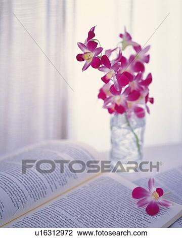 Book and Flower on the Table, Differential Focus View Large Photo Image Stock Image - Book and Flower on the Table, Differential Focus. Fotosearch