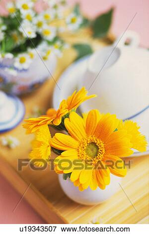 Flower and Tea Cup, High Angle View, Differential Focus View Large Photo Image Stock Photo - Flower and Tea Cup, High Angle View, Differential Focus. Fotosearch