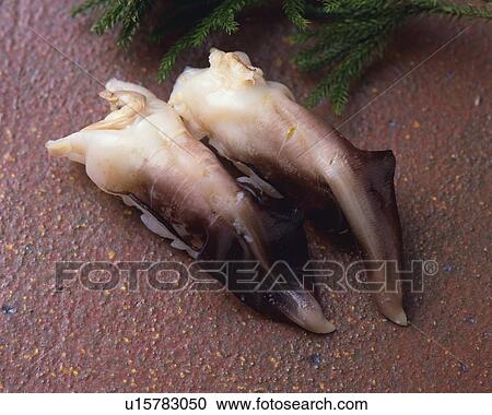 Torigai, hand-shaped sushi View Large Photo Image Stock Image - Torigai, hand-shaped sushi. Fotosearch