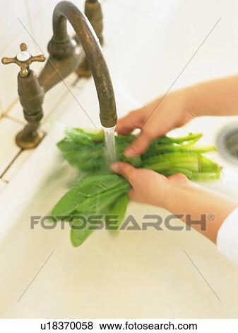 Someone Washing Green Vegetables Under the Running Water, High Angle View View Large Photo Image Stock Photo - Someone Washing Green Vegetables Under the Running Water, High Angle View. Fotosearch