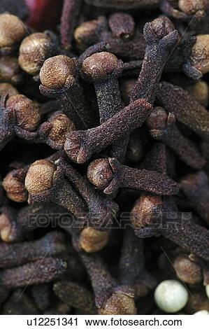 Stock Image - Clove. Fotosearch