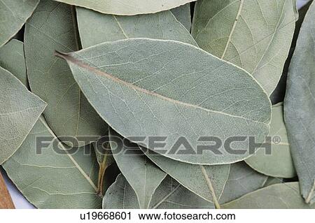 Stock Image - Leaf. Fotosearch