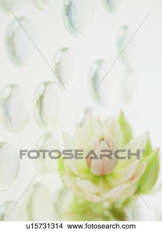 Picture - Flower. Fotosearch