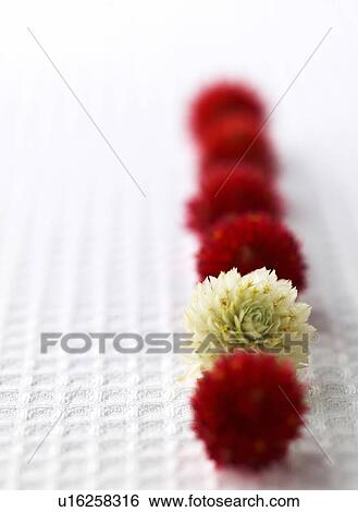 Stock Photograph - Flower. Fotosearch