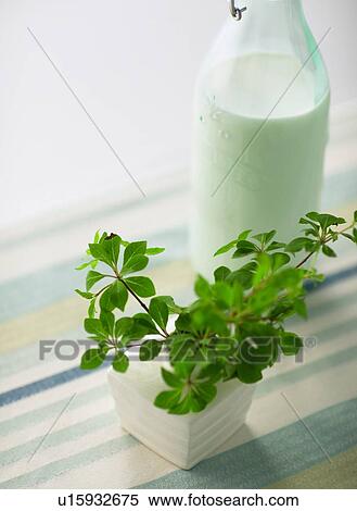Stock Photography - Leaf and Milk. Fotosearch