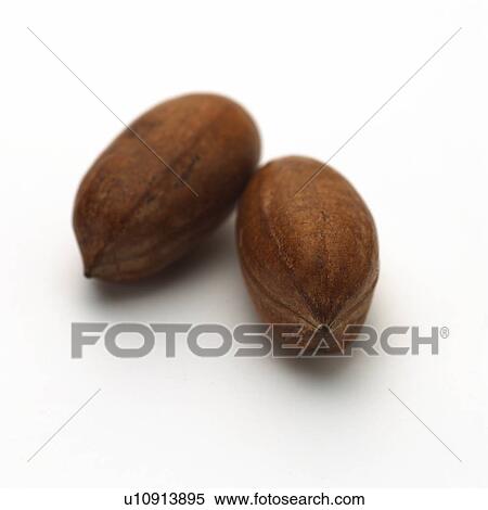 Nut View Large Photo Image Stock Photography - Nut. Fotosearch