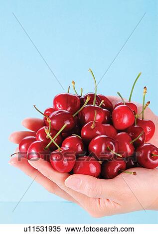 Stock Photography - blue, cherries, close-up, fresh fruit. Fotosearch