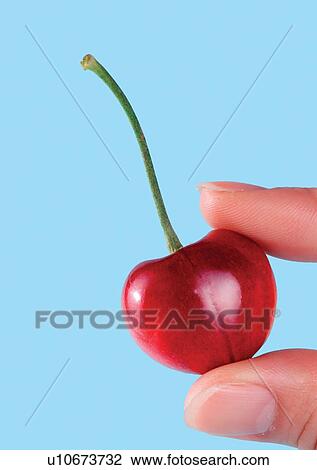 blue, cherry, close-up, fresh fruit View Large Photo Image Stock Image - blue, cherry, close-up, fresh fruit. Fotosearch
