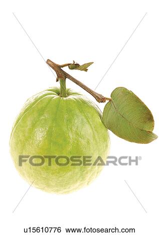 Stock Photograph - close-up, fresh fruit, freshness, green. Fotosearch
