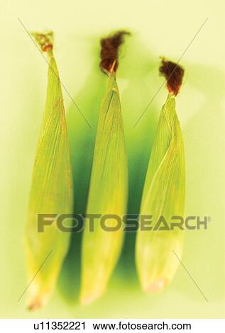 cob, food stuff, vegetable View Large Photo Image Stock Image - cob, food stuff, vegetable. Fotosearch