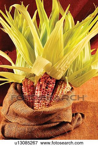 cob, food stuff, vegetable View Large Photo Image Stock Photo - cob, food stuff, vegetable. Fotosearch