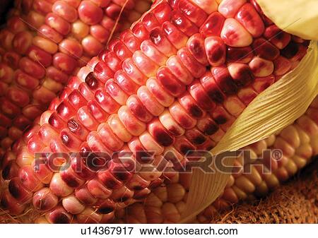 Stock Photo - cob, food stuff, vegetable. Fotosearch