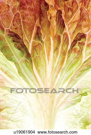 Picture - genus, sativa, eatable. Fotosearch