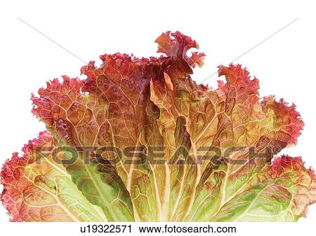 Stock Image - genus, sativa, eatable. Fotosearch