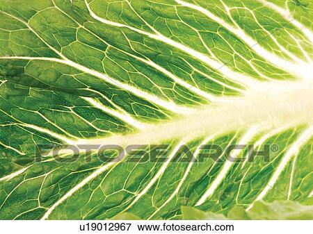 Stock Photo - genus, sativa, eatable. Fotosearch