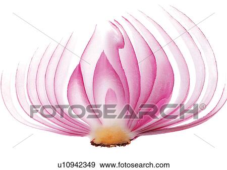 Stock Photo - onions, close-up, ready. Fotosearch