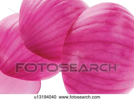 Stock Image - onions, vegetable, fresh. Fotosearch