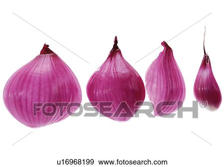 onions, vegetable, fresh View Large Photo Image Stock Photo - onions, vegetable, fresh. Fotosearch