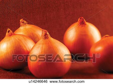 Stock Photograph - onions, vegetable, fresh. Fotosearch