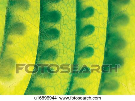 Picture - pods, vegetable, peas. Fotosearch