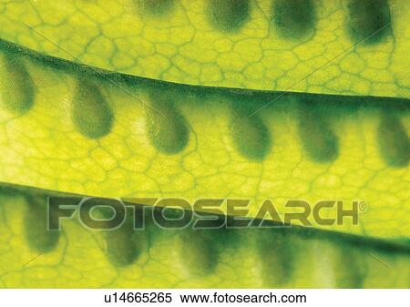 Stock Photography - pods, vegetable, peas. Fotosearch
