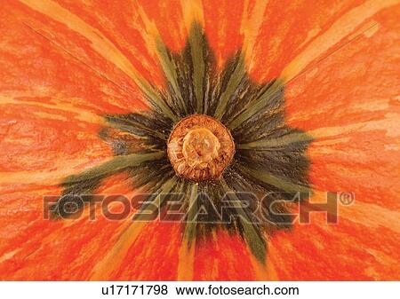 Stock Photo - pumpkin, skin, close-up. Fotosearch