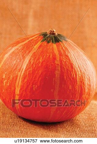 pumpkin, skin, close-up View Large Photo Image Stock Photo - pumpkin, skin, close-up. Fotosearch