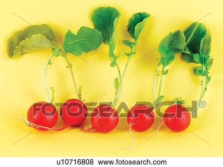 radish, vegetable, fresh View Large Photo Image Stock Photo - radish, vegetable, fresh. Fotosearch