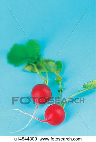 Stock Image - radishes, vegetable, fresh. Fotosearch
