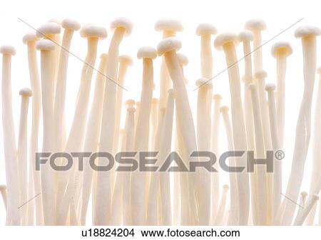 Picture - viva vegetables, vegetables. Fotosearch