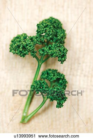 Stock Image - viva vegetables, vegetables. Fotosearch