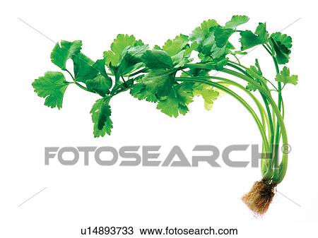 Stock Image - viva vegetables, vegetables. Fotosearch