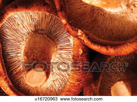 viva vegetables, vegetables View Large Photo Image Stock Image - viva vegetables, vegetables. Fotosearch