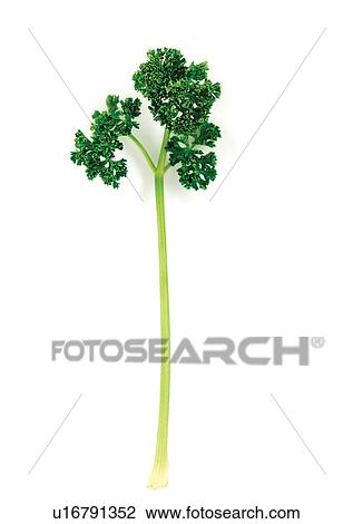 Stock Image - viva vegetables, vegetables. Fotosearch