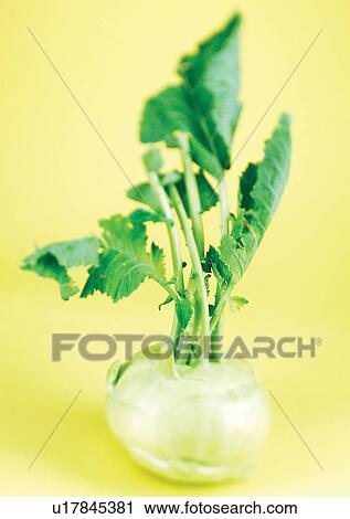 viva vegetables, vegetables View Large Photo Image Stock Image - viva vegetables, vegetables. Fotosearch