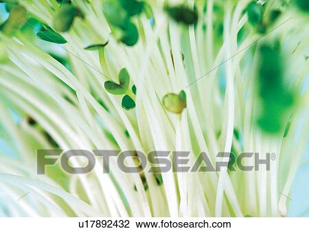 Stock Image - viva vegetables, vegetables. Fotosearch