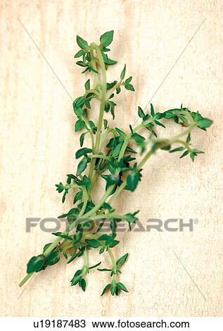 viva vegetables, vegetables View Large Photo Image Stock Image - viva vegetables, vegetables. Fotosearch