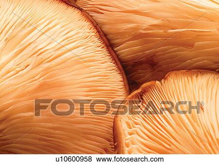 viva vegetables, vegetables View Large Photo Image Stock Photo - viva vegetables, vegetables. Fotosearch