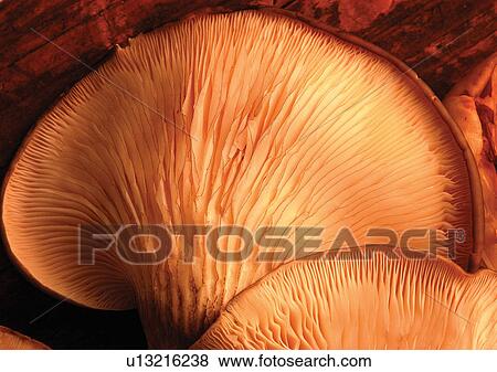 Stock Photo - viva vegetables, vegetables. Fotosearch