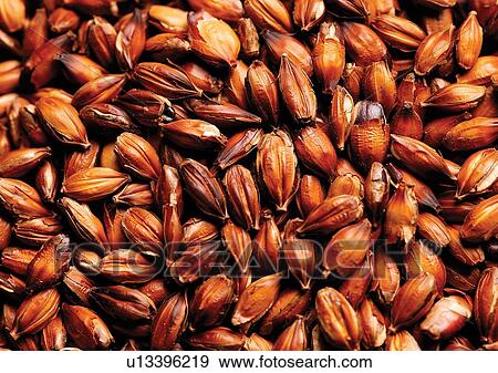 Stock Photo - viva vegetables, vegetables. Fotosearch