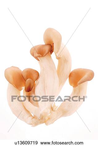 viva vegetables, vegetables View Large Photo Image Stock Photo - viva vegetables, vegetables. Fotosearch