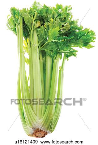 Stock Photo - viva vegetables, vegetables. Fotosearch
