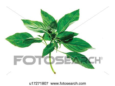 viva vegetables, vegetables View Large Photo Image Stock Photo - viva vegetables, vegetables. Fotosearch
