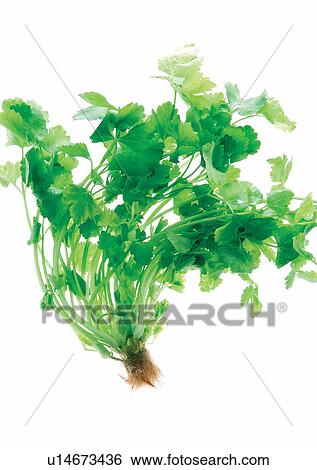Stock Photograph - viva vegetables, vegetables. Fotosearch