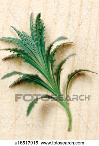 Stock Photography - viva vegetables, vegetables. Fotosearch