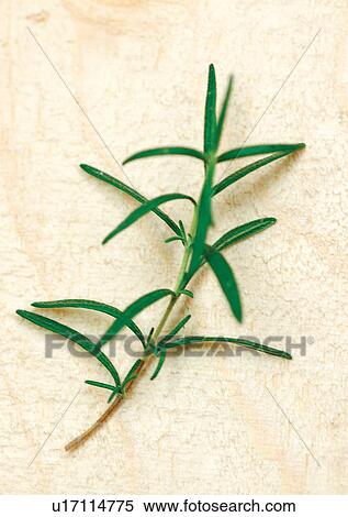 Stock Photography - viva vegetables, vegetables. Fotosearch