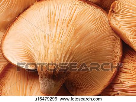 viva vegetables, viva, vegetables View Large Photo Image Stock Photograph - viva vegetables, viva, vegetables. Fotosearch