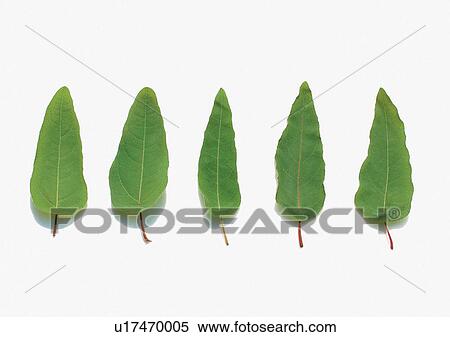 Stock Photography - Arrangement, Green, Fresh, Flavor, Aromatics. Fotosearch